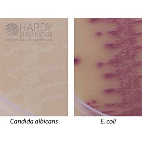 Hardy Diagnostic J100 Dry Culture Media Hurbi Plate 60 Day Shelf Life