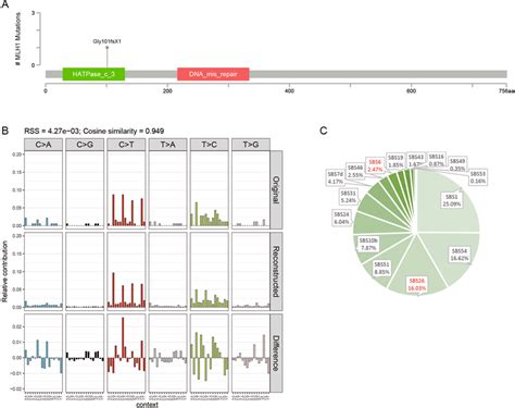 Mlh Gly Fsx And Mutational Signatures Of The Mcl A Schematic Of