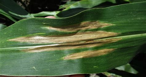 Corn Diseases In South And Central Texas So Far Texas Row Crops