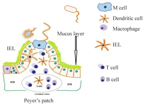 Schematic representation of Peyer's patches, M cells, and the different... | Download Scientific ...