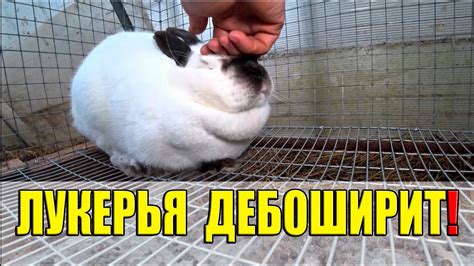 ЛУКЕРЬЯ скандалит и дебоширит! - YouTube