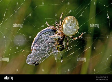 Fourspotted Orbweaver Araneus Quadratus Female With Prey In The Spider Web Dorsal View