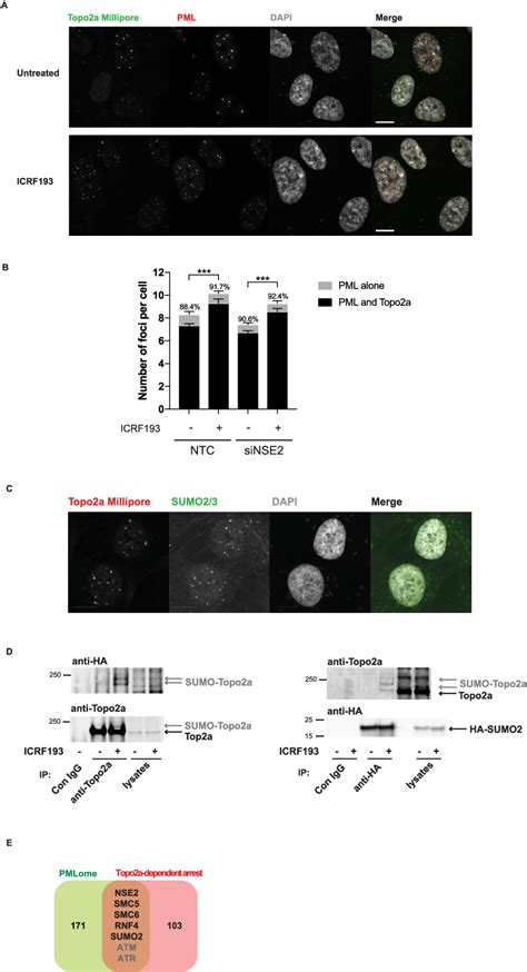 Figure From A Genome Wide Rnai Screen Identifies The Smc Complex