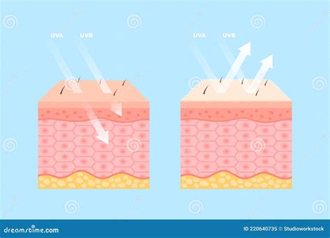 Human Skin Protection From Uva And Uvb Rays Stock Vector Illustration