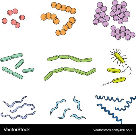 Many Types Of Bacteria Royalty Free Vector Image