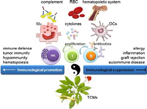 The Immunomodulatory Effects Of Tcms Download Scientific Diagram