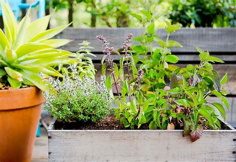 Easy Herb Garden Ideas Worth A Look Sharonsable