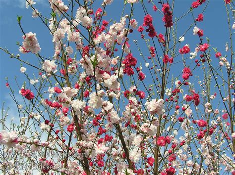 Variegated Peppermint Flowering Peach Prunus Persica Creatorspalette