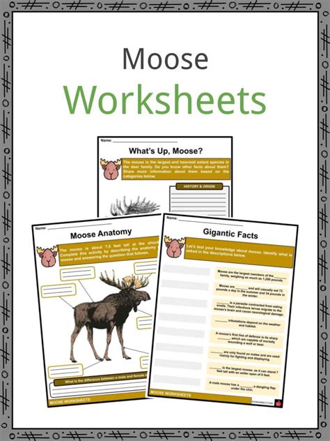 Moose Facts Worksheets Habitat And Range For Kids