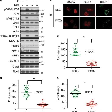 Ufl Monoufmylates Histone H And Promotes Atm Activation A Selected