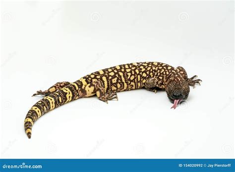 Mexican Beaded Lizard Heloderma Horridum On White Background Stock