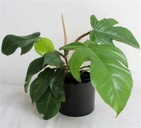 Philodendron Florida Hello Hello Plants