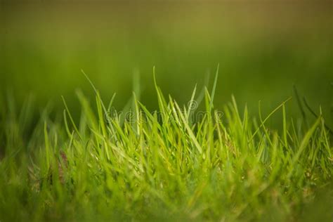 Beautiful Fresh Green Grass In The Spring Garden Grass In A Sunny Day Stock Image Image Of