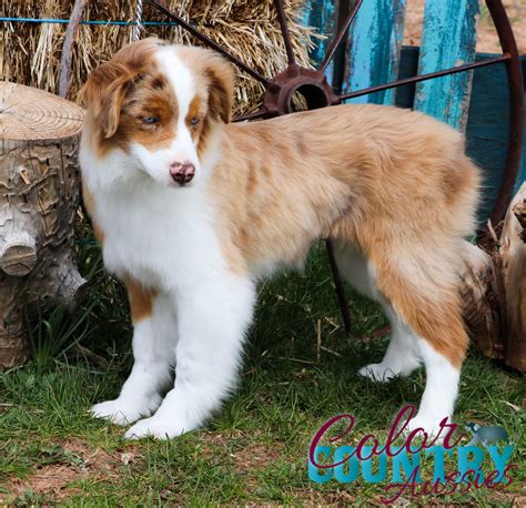 Storms Red Merle Female 2 Color Country Aussies