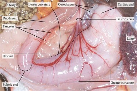 Gastroc Vein Anatomy Hot Sex Picture