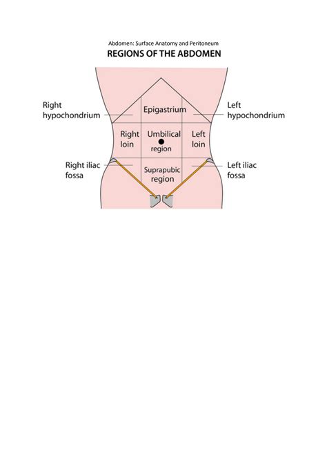 Solution Abdomen Studypool