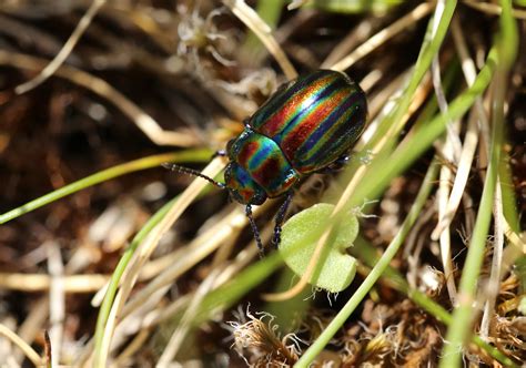 Chrysolina Cerealis Snowdon North Wales June Flickr