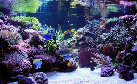 Reef Aquariums For Your Inspiration