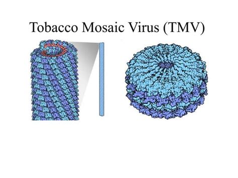 Tobacco Mosaic Virus Tmv Ppt