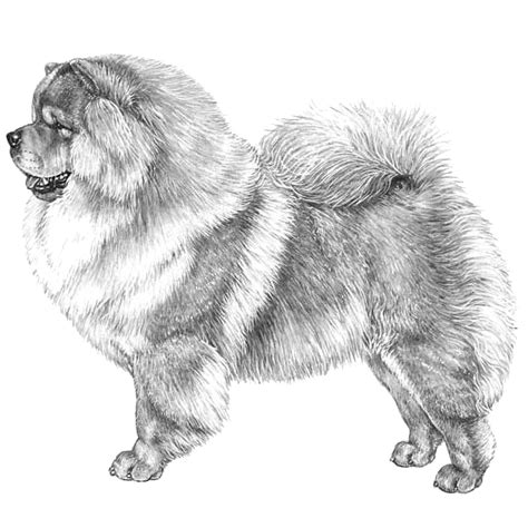 Chow Chows: Dog breed info, photos, common names, and more — Embarkvet