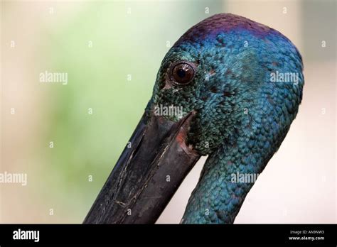 Jabiru Australian Stork Hi Res Stock Photography And Images Alamy