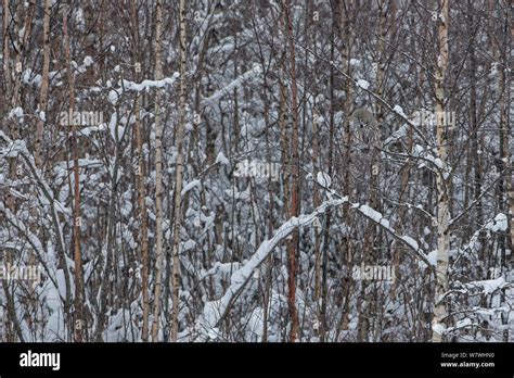 Great Grey Owl Strix Nebulosa Camouflaged Perched In Tree On The Edge