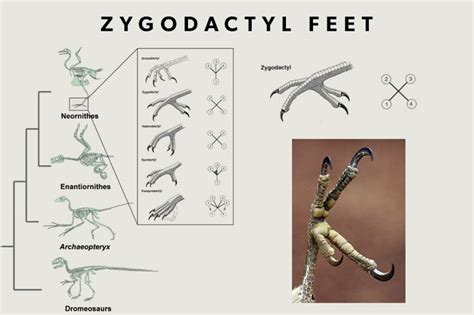 Owls Have Zygodactyl Feet Which Means That Digits Two And Three Point