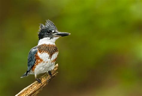 Parks And Recs Nature Notes The Belted Kingfisher—fun Facts About A