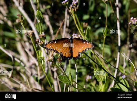Scenes From Aransas National Wildlife Refuge Stock Photo Alamy