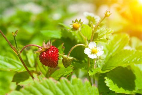 Uprawa Poziomek Sadzenie Piel Gnacja I Zbiory Agropedia