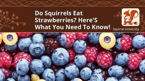 Do Squirrels Eat Strawberries And 11 Ways To Protect Your Plants Squirrel University