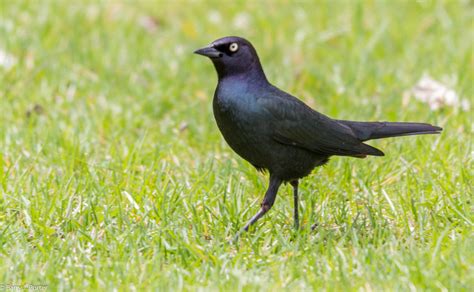 Brewer S Blackbird Male Euphagus Cyanocephalus Flickr