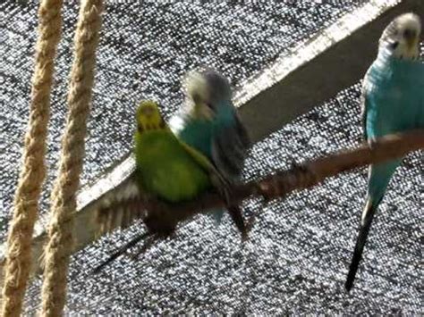 Horny Parrots Sex Angle YouTube