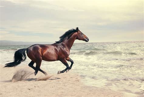 The meaning and symbolism of the word - «Horse»