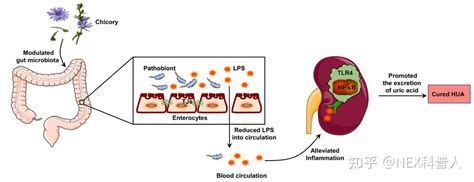 益生菌降尿酸的科学依据及应用价值 知乎