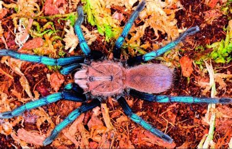 New species of tarantula found in Malaysia has electric blue legs ...