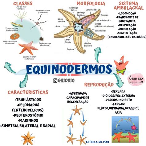 Ejemplo De Mapa Mental De Los Equinodermos Brainlylat Porn Sex Picture