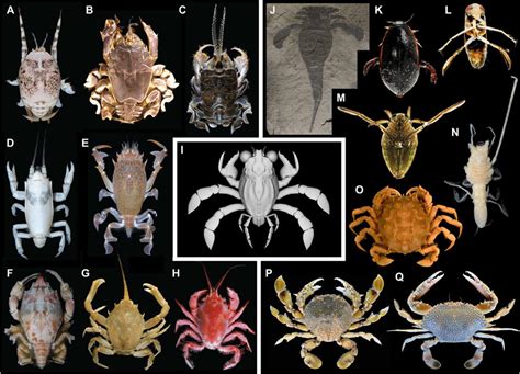 Convergent Decarcinized Body Forms In Various Families Of False And Download Scientific Diagram