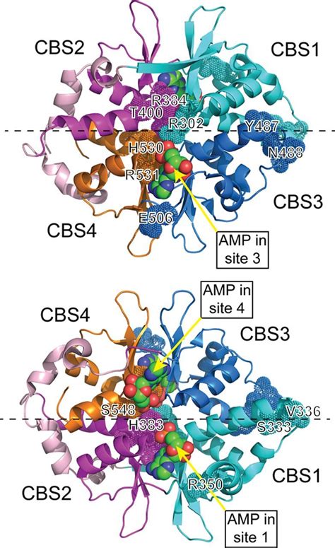 Amp Activated Protein Kinase Circulation Research