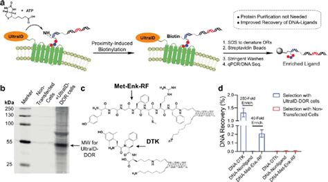 Proximity Induced Biotinylation Approach To Live Cell Selections