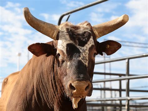 Bushwacker Pbr Bucking Bull To Retire At World Finals