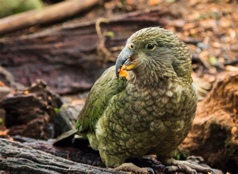 New age approaches are helping with the conservation of the kakapo - Genome BC