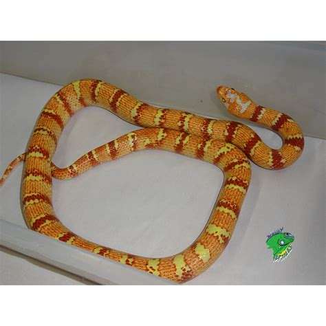 Albino Variable X Ruthvens King Snake Adult Female Strictly