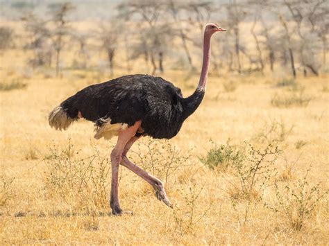 Ostrich Size