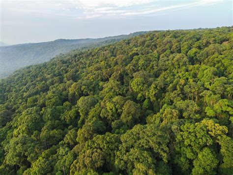 Vista A Rea Da Rvore Da Floresta Na Sia Ecossistema Da Floresta