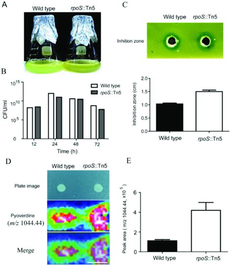 Negative Regulation Of Pyoverdine By Rpos A Wild Type And Rpos