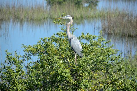 Great Blue Heron Free Stock Photo - Public Domain Pictures