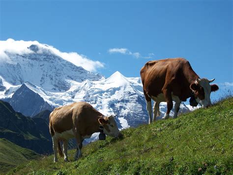 Cows Grazing In The Swiss Alps Free Photo Download Freeimages