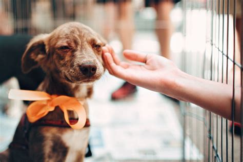 Viral Suzy La Perrita Callejera Que Fue Adoptada Tras Atravesar La