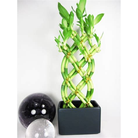 Live 8 Braided Style Lucky Bamboo Plant Arrangement with Dark